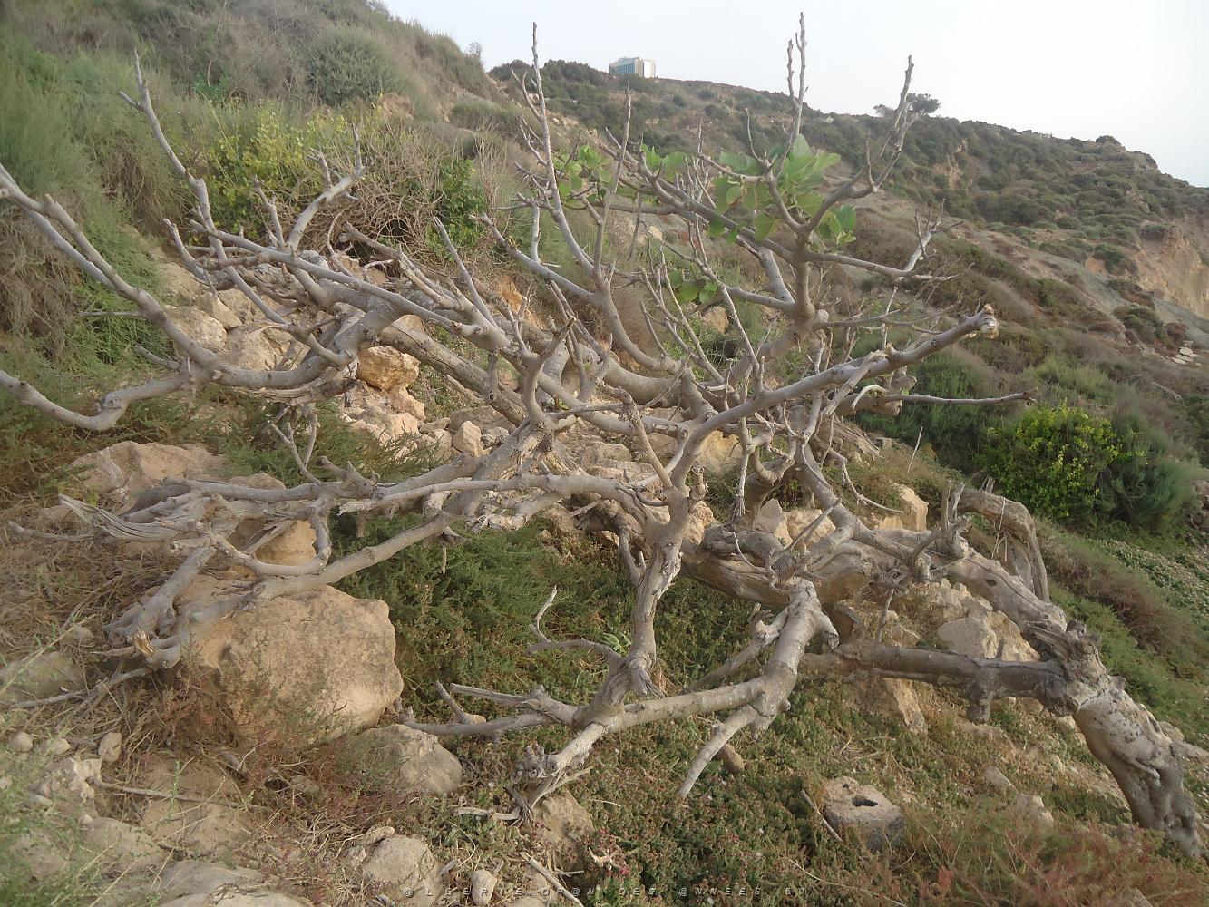ORAN AUTOUR DE LA TEJERA PAR NOEL LOPEZ DE LA TRINITE SUR MER (17).JPG -                                